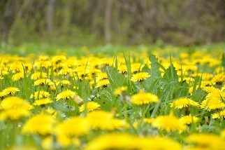 DSC_3062.JPG