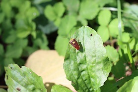 IMG_2230.JPG