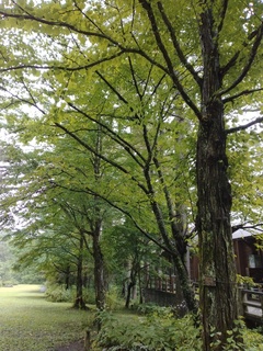 森林植物園 かつら.jpg
