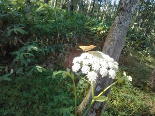 森林植物園 蝶々.jpg