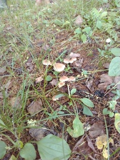 森林植物園きのこ .jpg