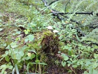森林植物園きのこ2.jpg